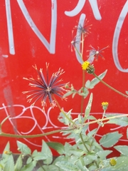 Bidens pilosa