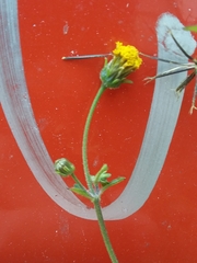Bidens pilosa