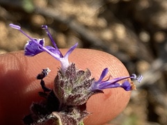 Salvia eremostachya