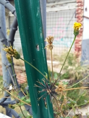 Bidens pilosa