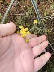 Lomatium rollinsii