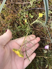 Lomatium rollinsii