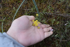 Lomatium rollinsii