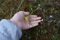 Lomatium rollinsii