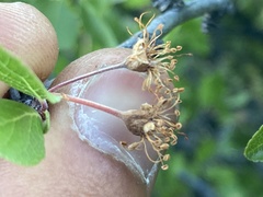 Prunus fremontii