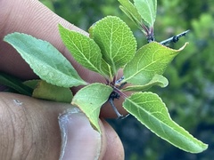 Prunus fremontii