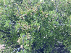 Prunus fremontii