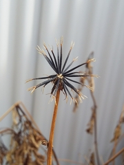 Bidens pilosa