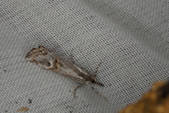 Hednota longipalpella