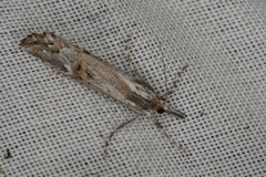 Hednota longipalpella