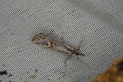 Hednota longipalpella