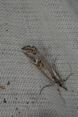 Hednota longipalpella