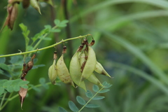 Astragalus propinquus