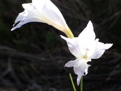 Gladiolus exilis