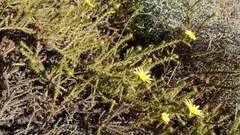 Cullumia reticulata