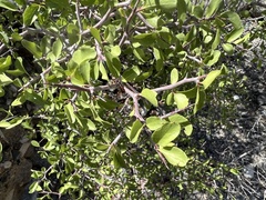 Prunus fremontii