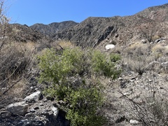Prunus fremontii