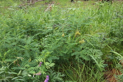 Astragalus propinquus