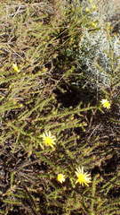 Cullumia reticulata