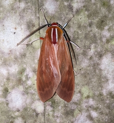 Amastus coccinator