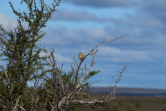 Emberiza impetuani