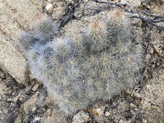 Mammillaria setispina