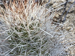 Mammillaria setispina