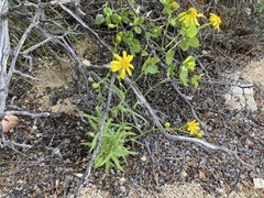 Senecio lemmonii
