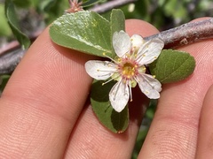 Prunus fremontii