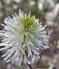 Fothergilla gardenii