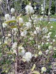 Fothergilla gardenii
