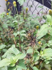 Bidens pilosa