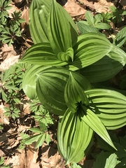 Veratrum album
