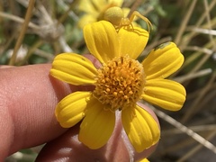 Heliopsis anomala