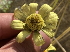 Heliopsis anomala