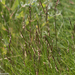 Marsh Hay Cordgrass - Photo (c) David McCorquodale, some rights reserved (CC BY), uploaded by David McCorquodale