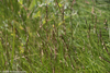 Marsh Hay Cordgrass - Photo (c) David McCorquodale, some rights reserved (CC BY), uploaded by David McCorquodale