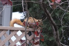 Sciurus niger
