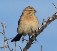 Emberiza impetuani