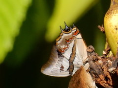 Polyura schreiber tisamenus