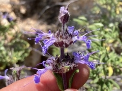 Salvia eremostachya
