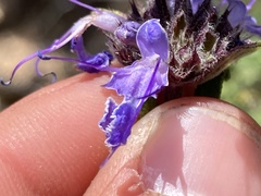 Salvia eremostachya