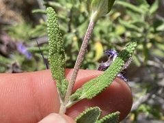 Salvia eremostachya