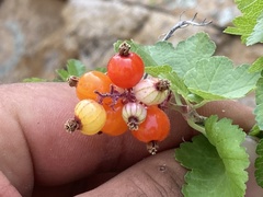 Ribes tortuosum
