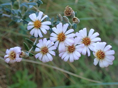 Athrixia phylicoides