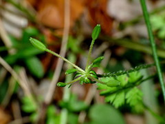 Chaerophyllum ramosum