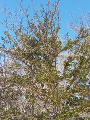 Grewia erythroxyloides image