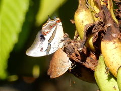 Polyura schreiber tisamenus