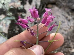 Streptanthus campestris