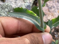 Streptanthus campestris